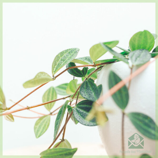 Peperomia angulata Rocca Scuro kopen