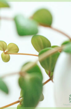 Kupite Peperomia Pecuniifolia Hope