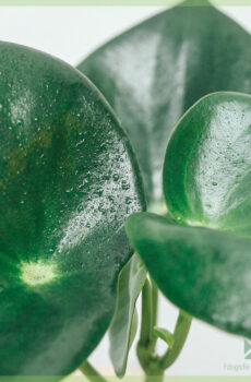 Fa'atau Peperomia polybotrya 'Raindrop'