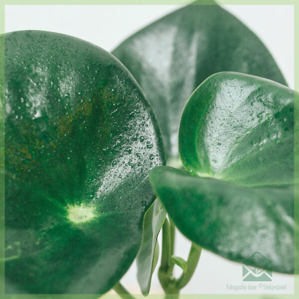 Peperomia polybotrya 'Raindrop' satın alın