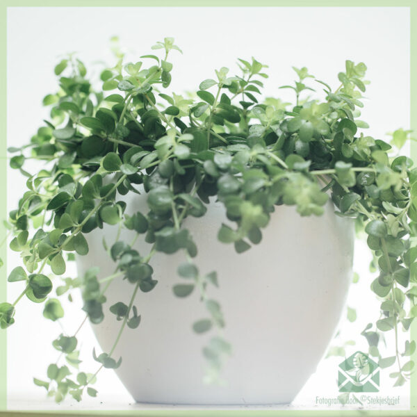 Купете растение Peperomia rotundifolia