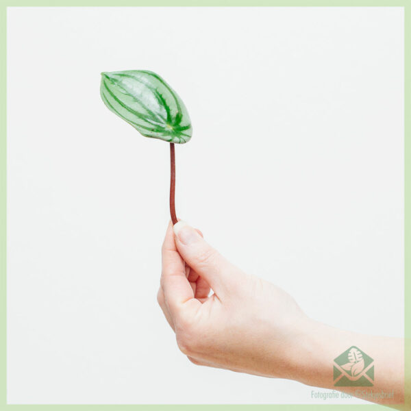 Peperomia Watermelon ongeworteld stekje kopen