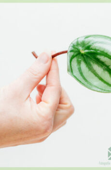 購買 Peperomia 西瓜無根插條