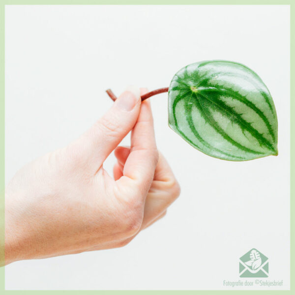 Peperomia Watermelon ongeworteld stekje kopen