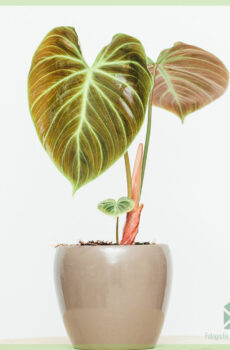 Philodendron El Choco Red ஐ வாங்கி பராமரிக்கவும்