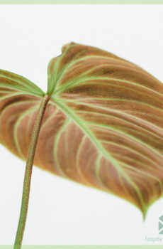 Philodendron El Choco Red ஐ வாங்கி பராமரிக்கவும்