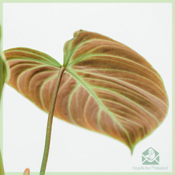 قم بشراء ورعاية Philodendron El Choco Red