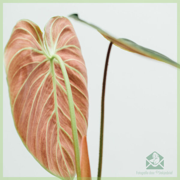 Philodendron El Choco Red kopen en verzorgen