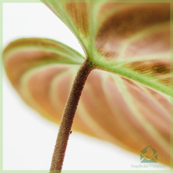 Philodendron El Choco Red kopen en verzorgen