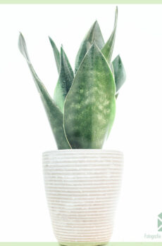 Sansevieria 'ڈارک ڈائمنڈ' - خواتین کی زبان خریدیں۔