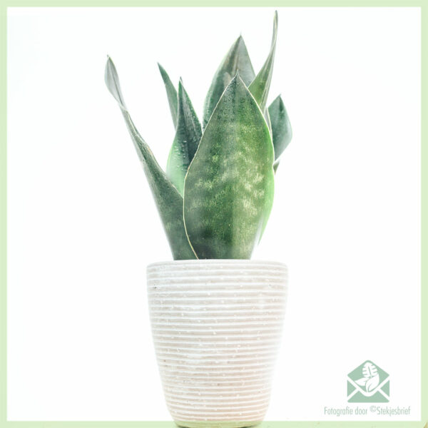 Sansevieria 'Dark Diamond' - Kaaft Fraen Zong