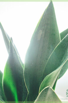 Sansevieria 'dheeman madow' - Soo iibso afka dumarka