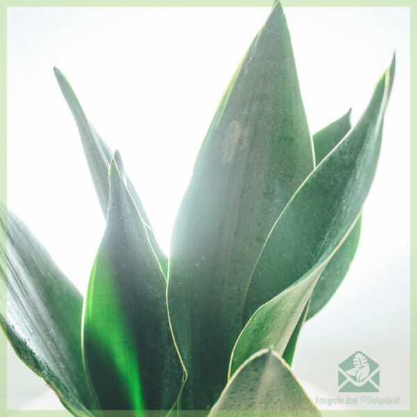 Sansevieria 'Dark Diamond' - Vrouwentong kopen