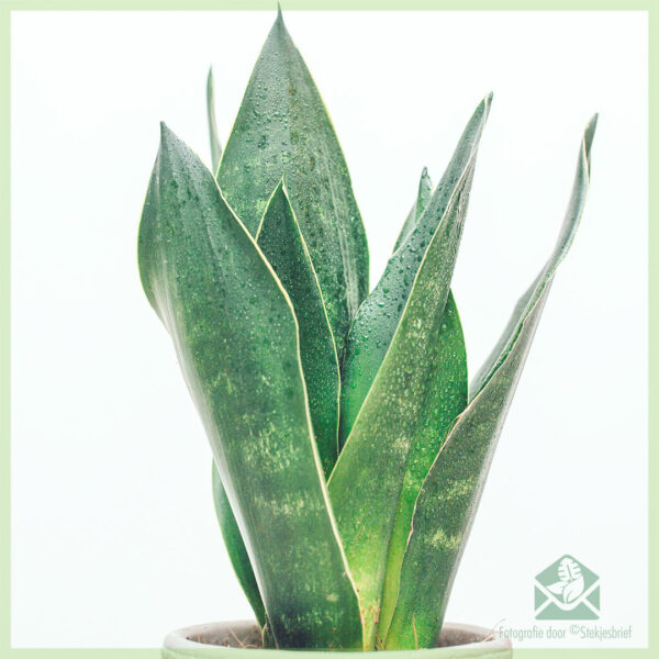 Sansevieria 'Dark Diamond' - Mua Lưỡi của Phụ nữ