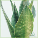 Sansevieria 'Dark Diamond' - Vrouwentong kopen