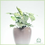 Syngonium Green Splash kopen en verzorgen