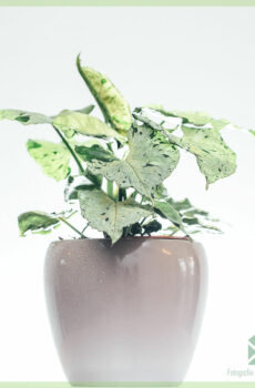 Syngonium Green Splash kopen en verzorgen