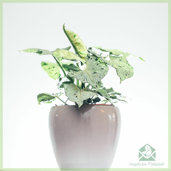 Syngonium Green Splash kopen en verzorgen