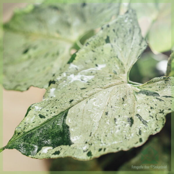 Syngonium Green Splash kopen en verzorgen