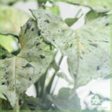 Syngonium Green Splash kopen en verzorgen