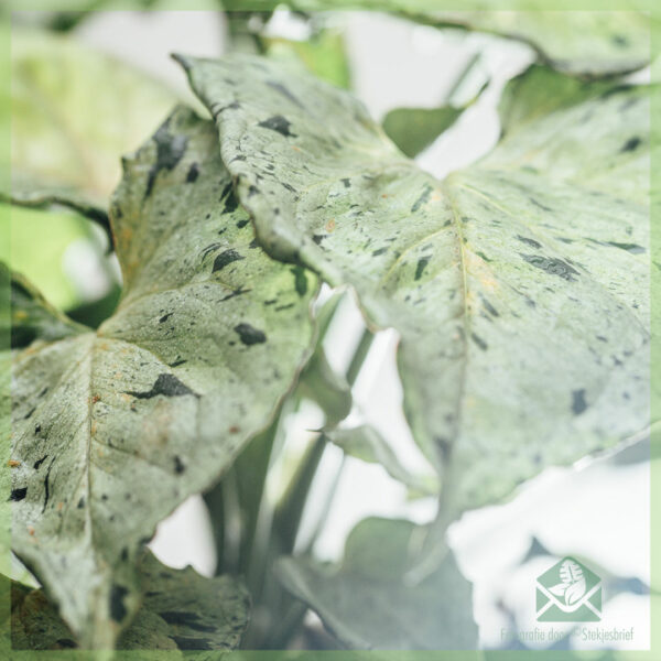 Syngonium Green Splash kopen en verzorgen