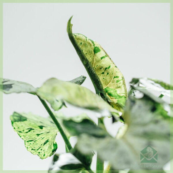 Syngonium Green Splash kopen en verzorgen