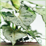 Syngonium Green Splash kopen en verzorgen