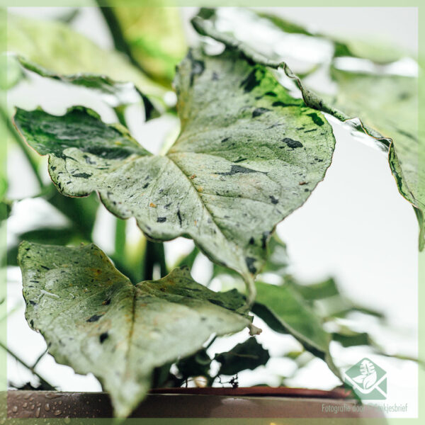 Syngonium Green Splash kopen en verzorgen