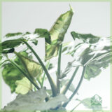 Syngonium Green Splash kopen en verzorgen