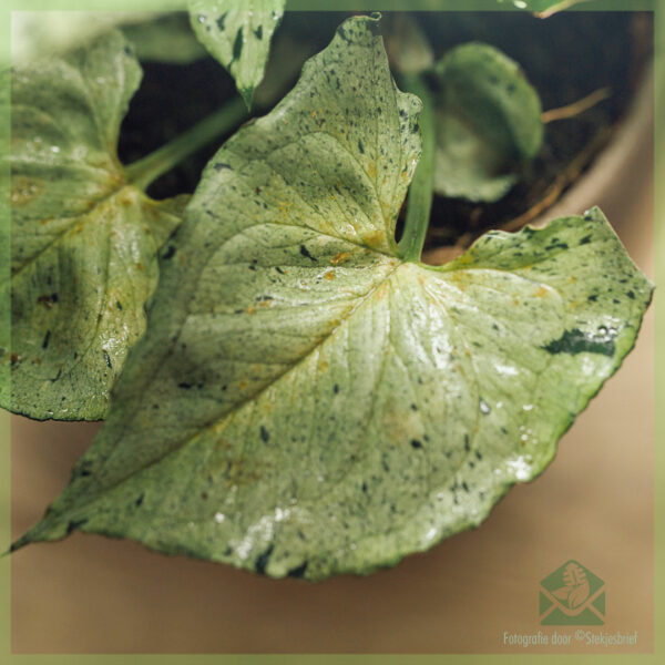 Syngonium Green Splash kopen en verzorgen