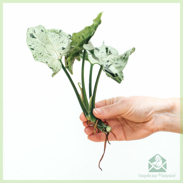 Syngonium Green Splash stekje kopen en verzorgen