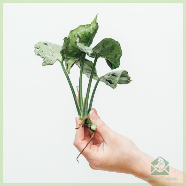 Syngonium Green Splash stekje kopen en verzorgen