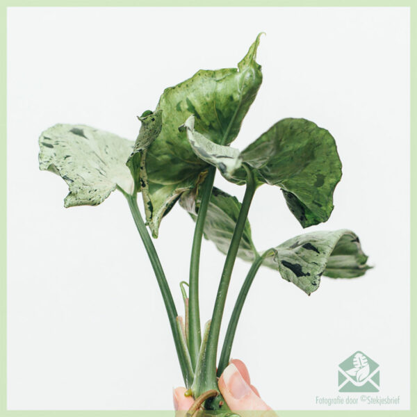 Syngonium Green Splash stekje kopen en verzorgen