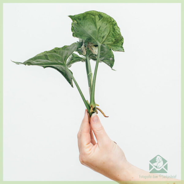 Syngonium Green Splash stekje kopen en verzorgen