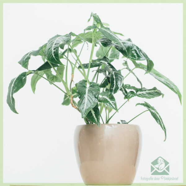 Syngonium Wendlandii خریدیں اور دیکھ بھال کریں۔