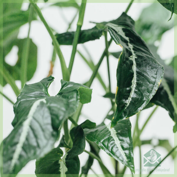 Syngonium Wendlandii kopen en verzorgen