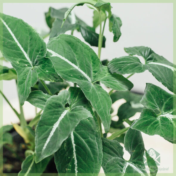 Syngonium Wendlandii خریدیں اور دیکھ بھال کریں۔