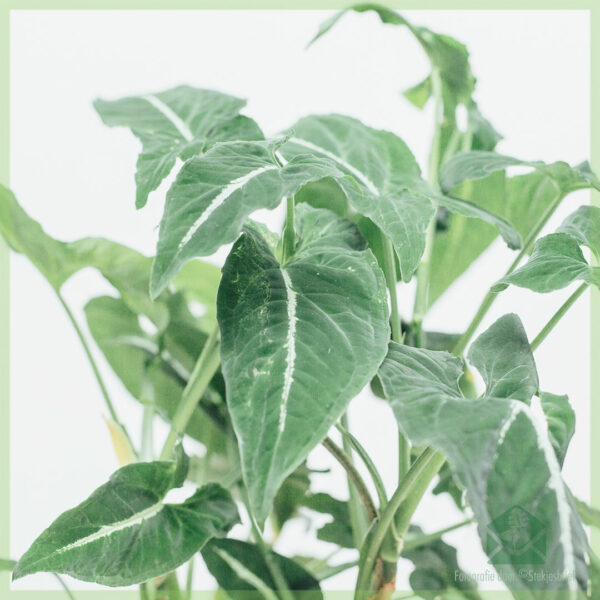 Syngonium Wendlandii . के लिए खरीदें और देखभाल करें