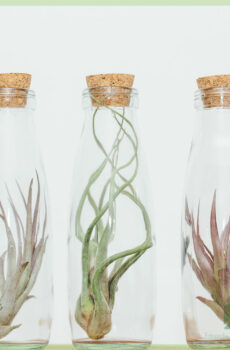 Koop Tillandsia lugplant lug plant in glas deco