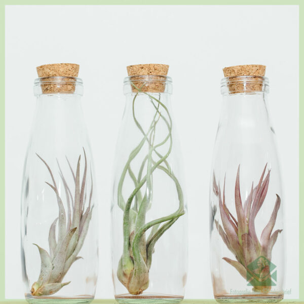 Koop Tillandsia lugplant lug plant in glas deco