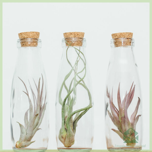 شراء مصنع الهواء Tillandsia airplant في ديكو الزجاج