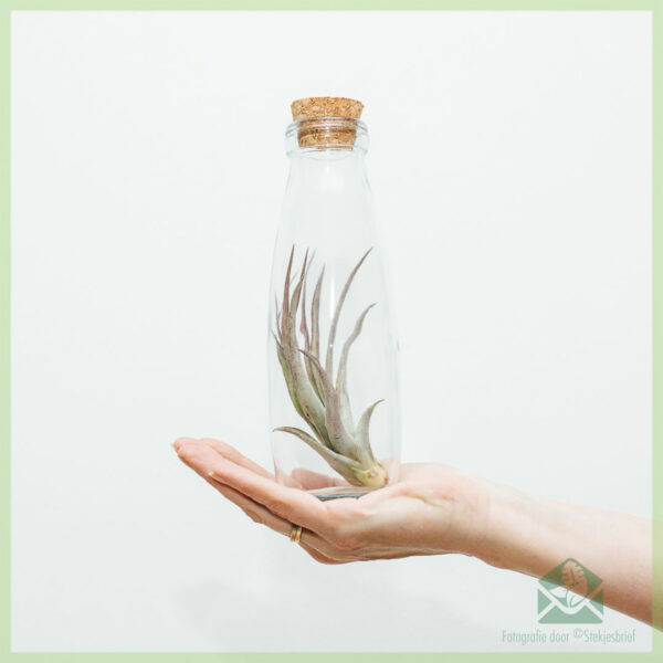 شراء مصنع الهواء Tillandsia airplant في ديكو الزجاج