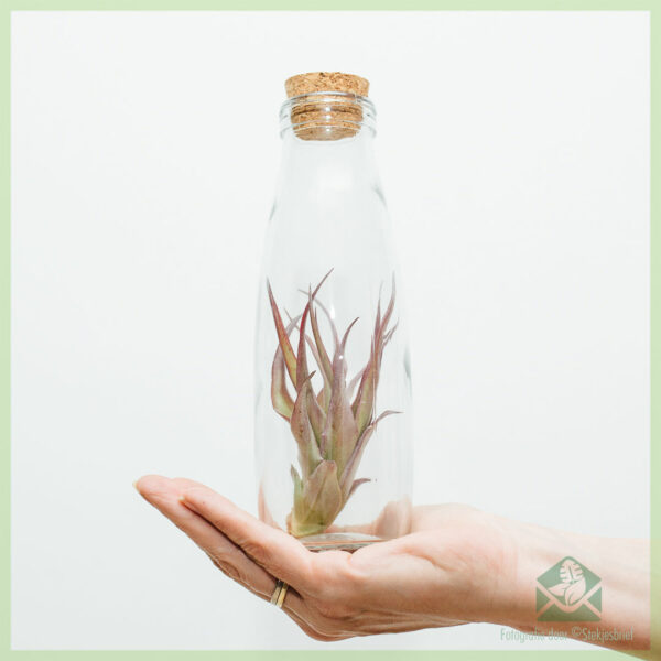 Cumpărați Tillandsia airplant plantă de aer în decor de sticlă