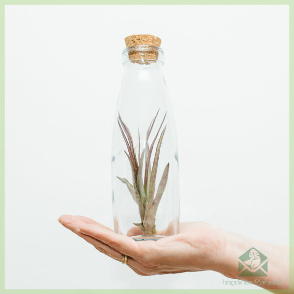 Koop Tillandsia lugplant lug plant in glas deco