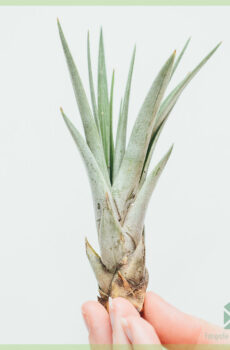 Køb Tillandsia Fasciculata luftplante