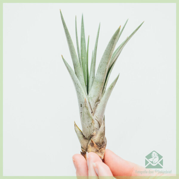 Aĉetu aerplanton de Tillandsia Fasciculata