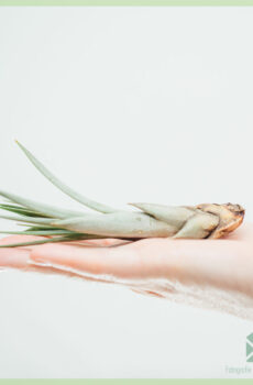 Tillandsia Fasciculata airplant luchtplantje kopen