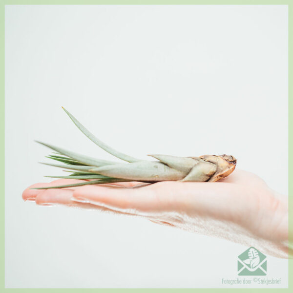 Aĉetu aerplanton de Tillandsia Fasciculata