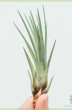 Aĉetu aerplanton de Tillandsia Fasciculata