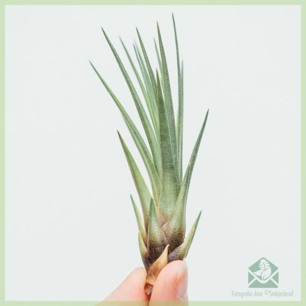 Koop Tillandsia Fasciculata lugplant lug plant